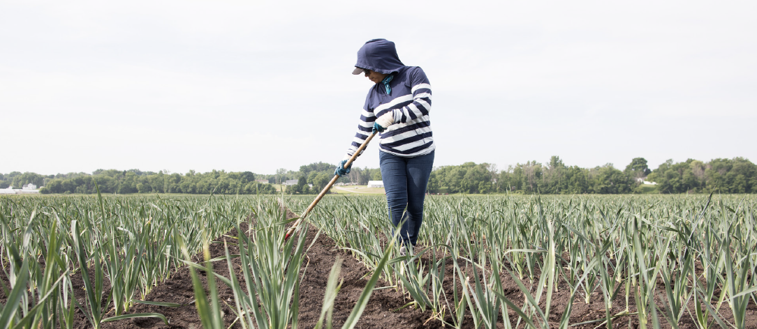A farmer tends onions in the field.